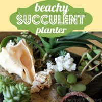 succulents, planter, sand, shells, green, coastal
