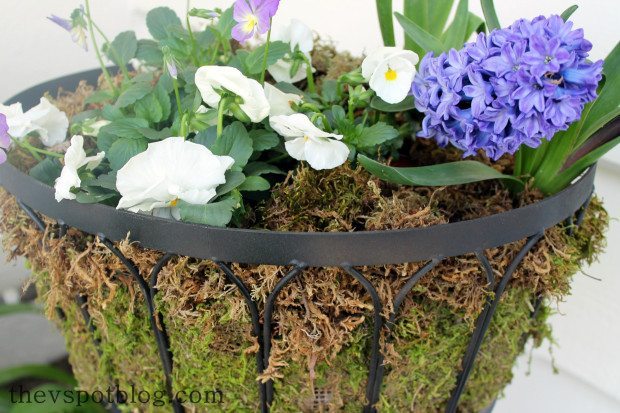 lining planter with sheet moss